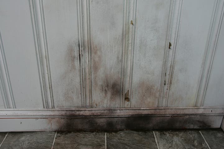 What Is Black Mold?
