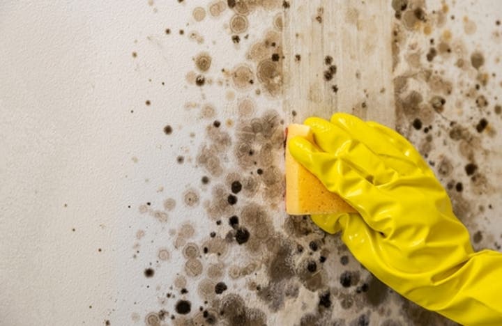 Mold Remediation: How to Do It